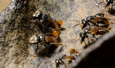 types of bees in philippines|(PDF) STINGLESS BEES IN PHILIPPINES .